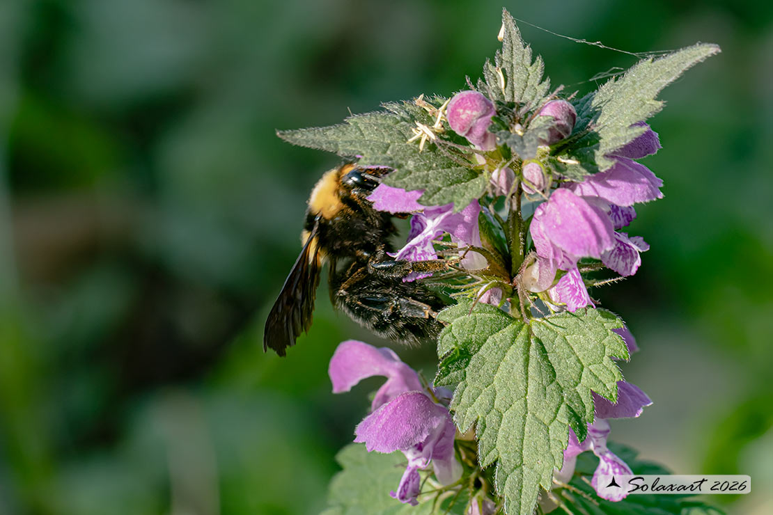 Bombus argillaceus (Megabombus)