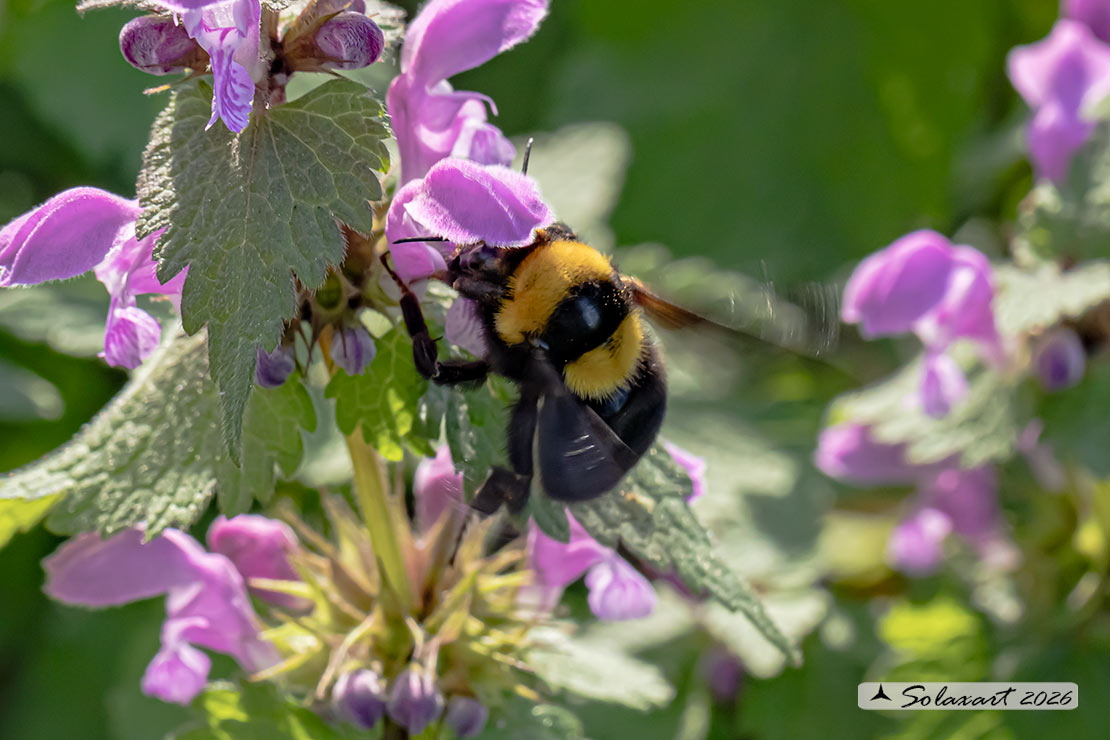 Bombus argillaceus (Megabombus)