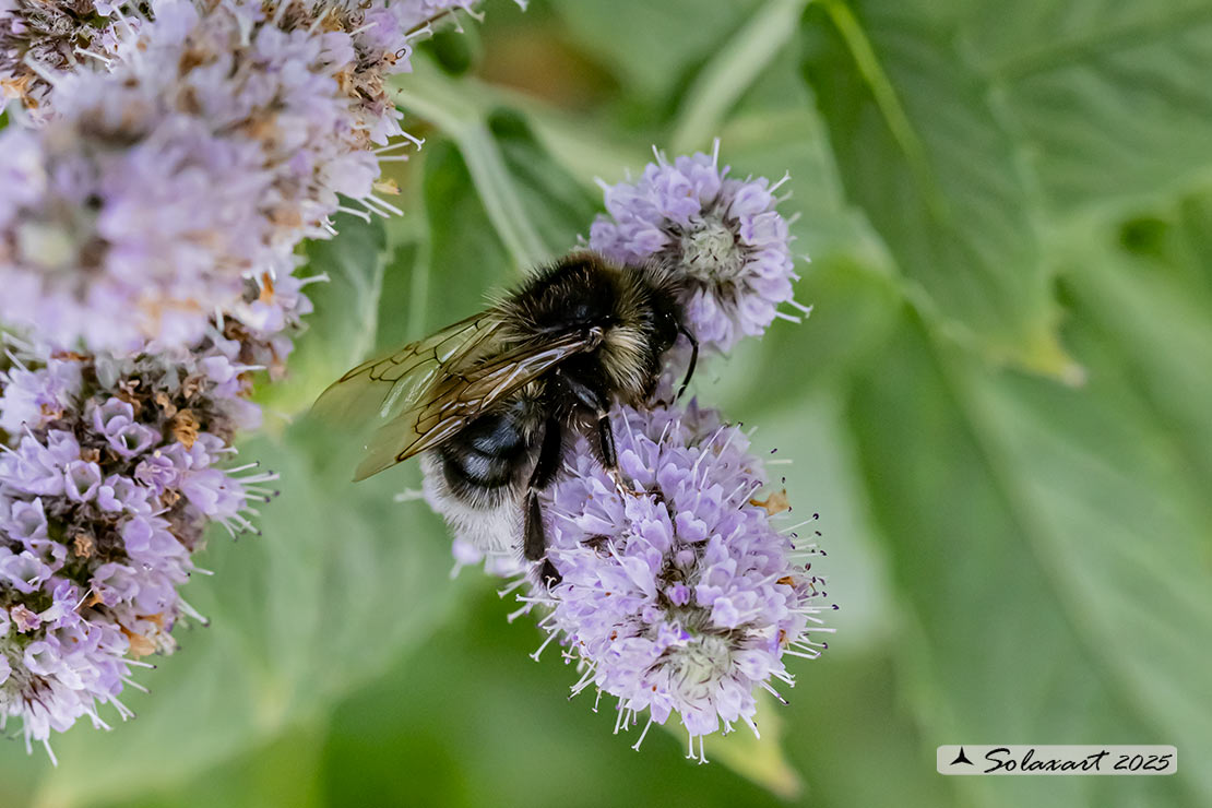 Bombus bohemicus