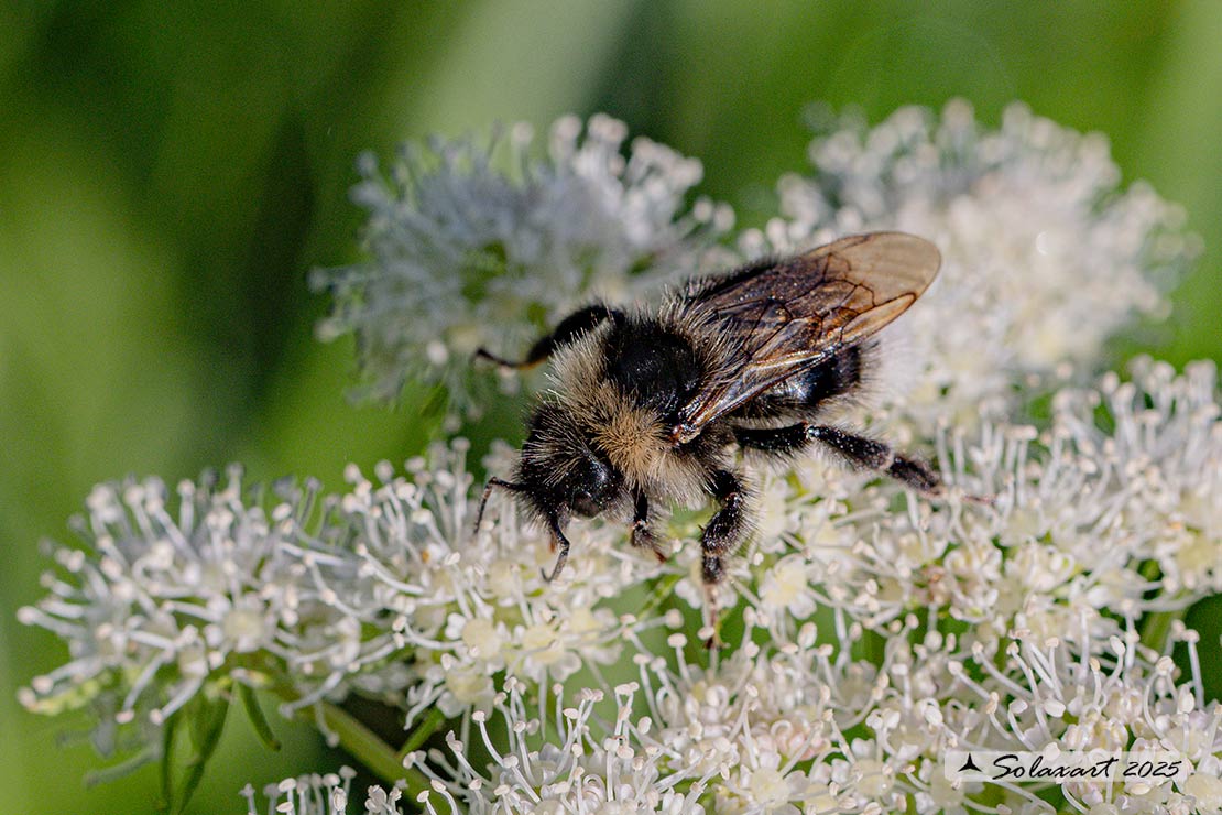 Bombus bohemicus