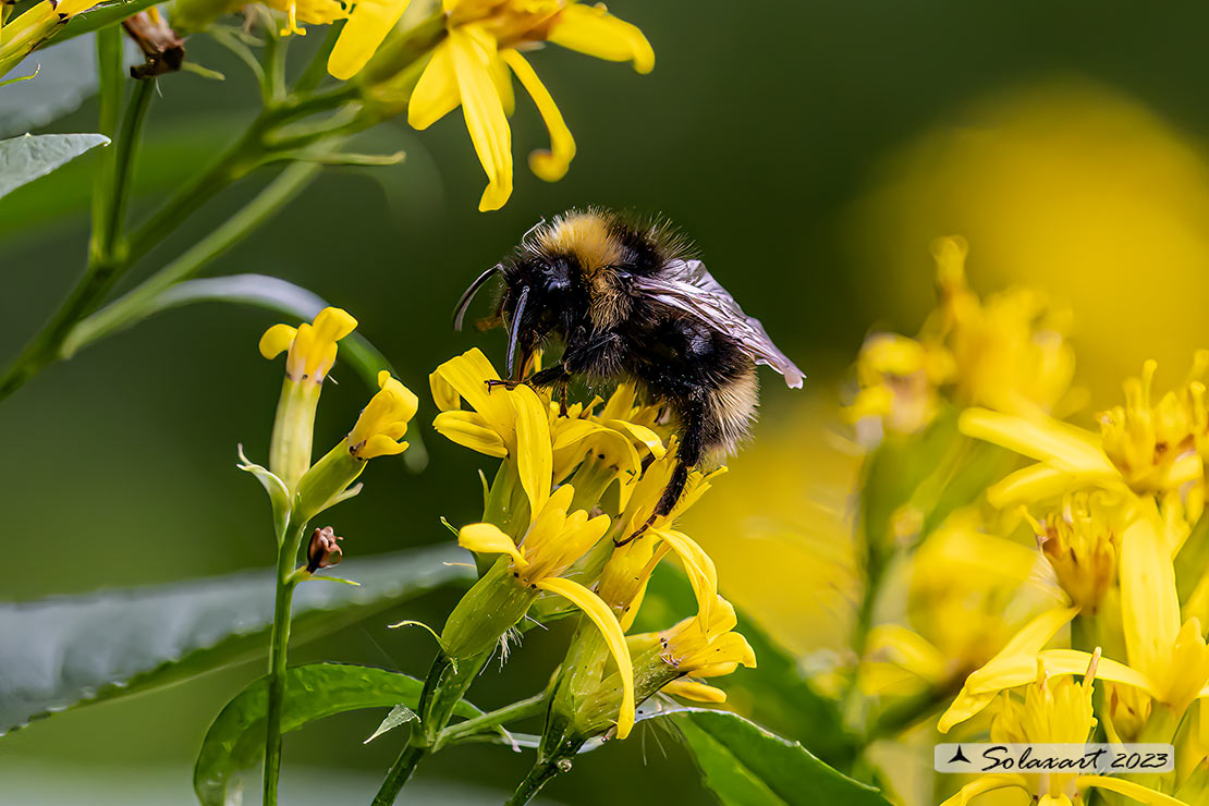 Bombus hortorum