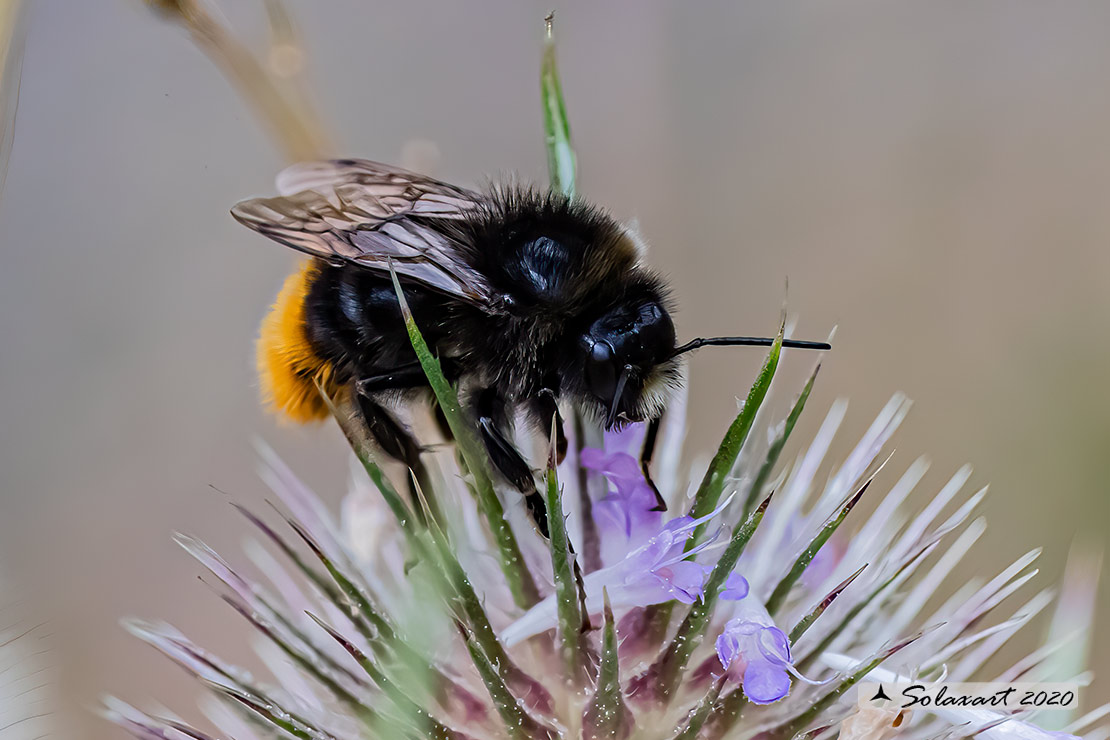 Bombus lapidarius