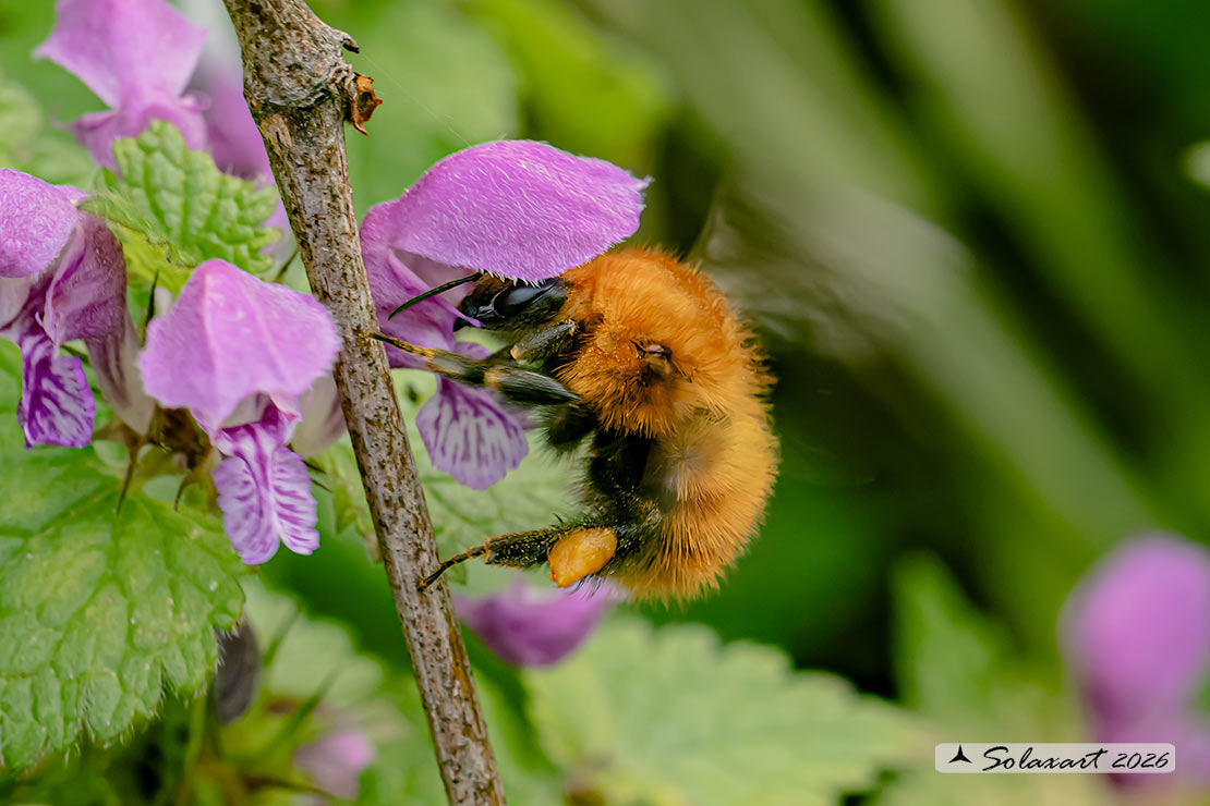 Bombus muscorum