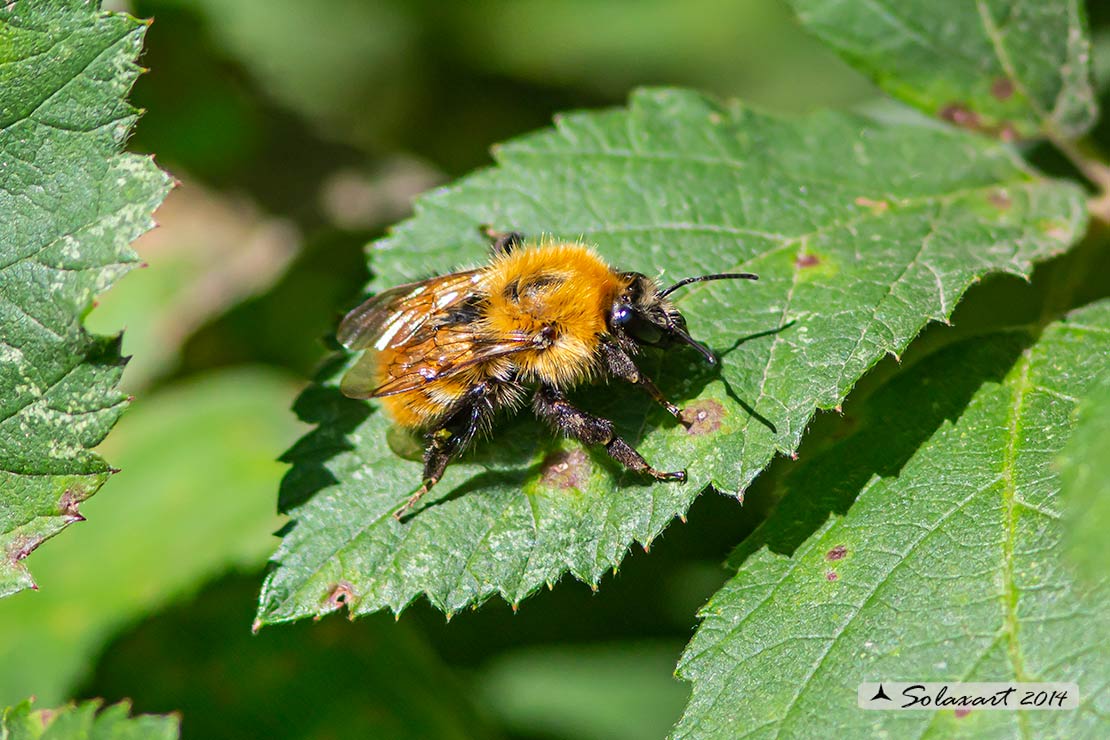 Bombus pascuorum