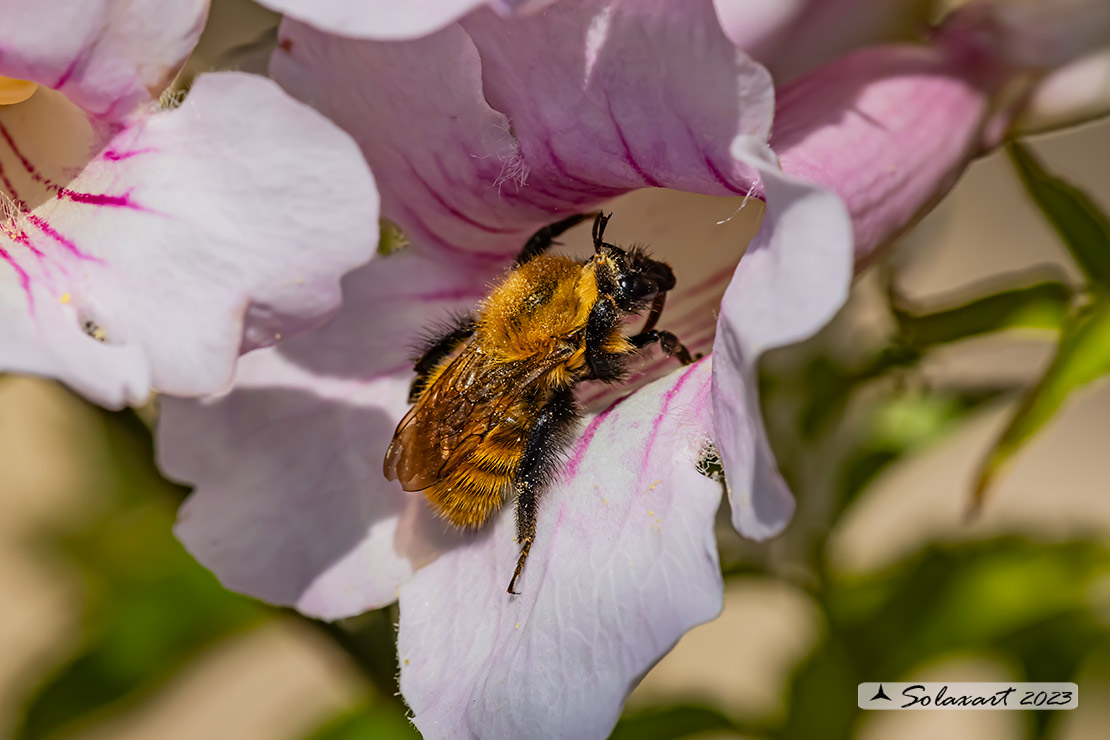 Bombus pascuorum