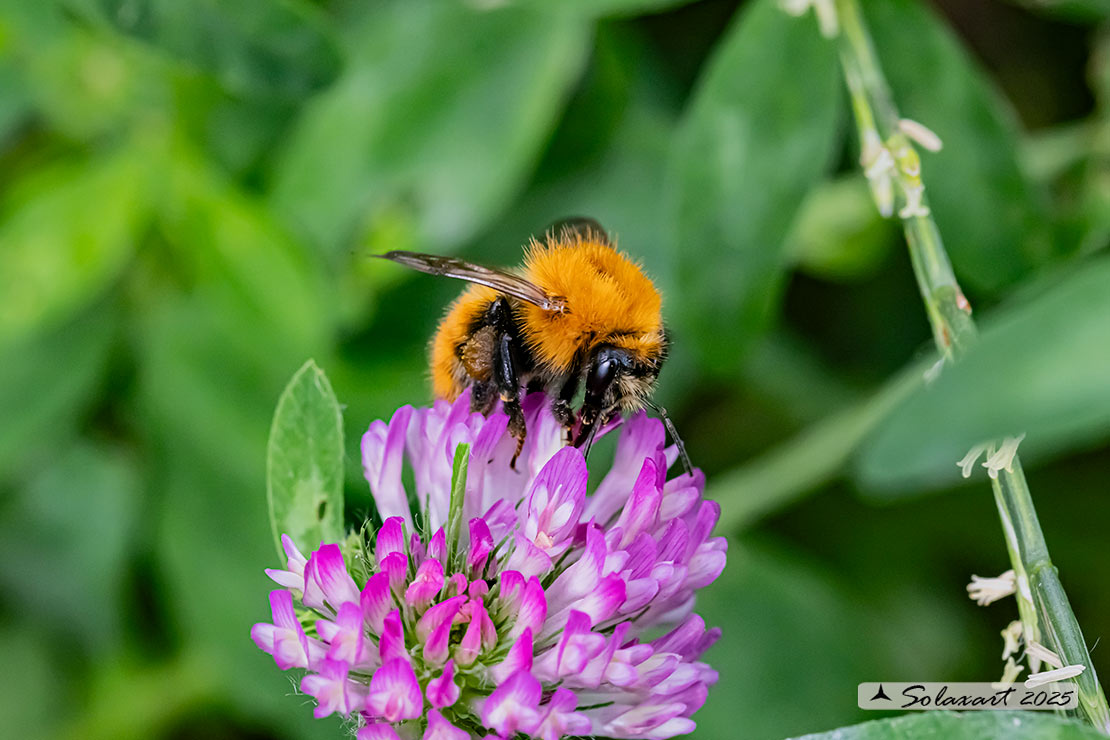 Bombus pascuorum