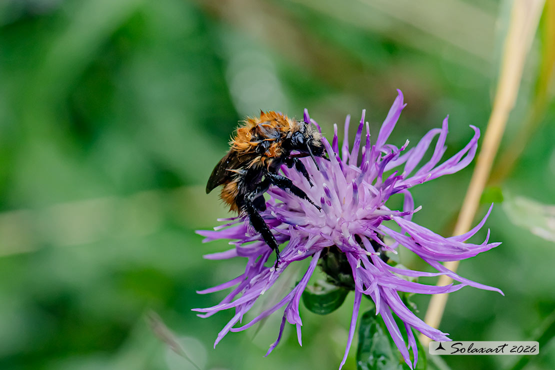 Bombus pascuorum