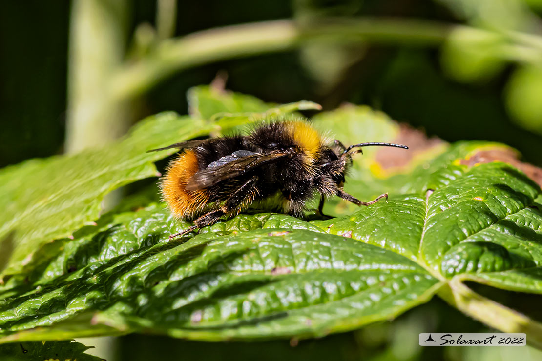 Bombus pratorum