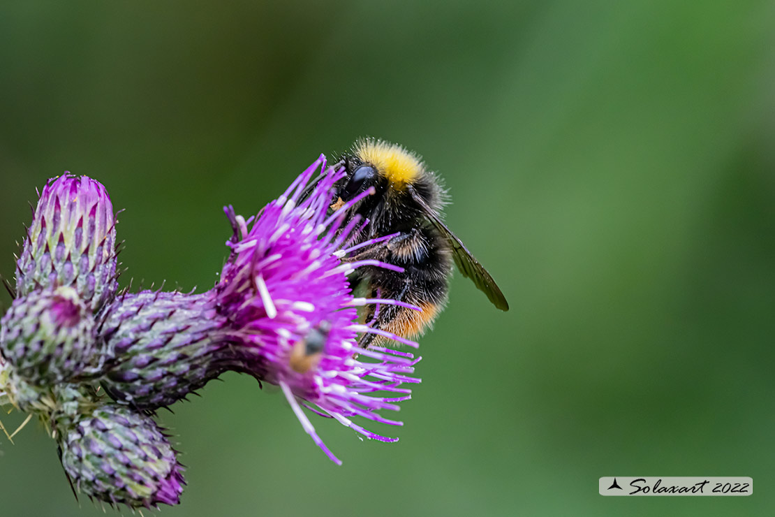 Bombus pratorum