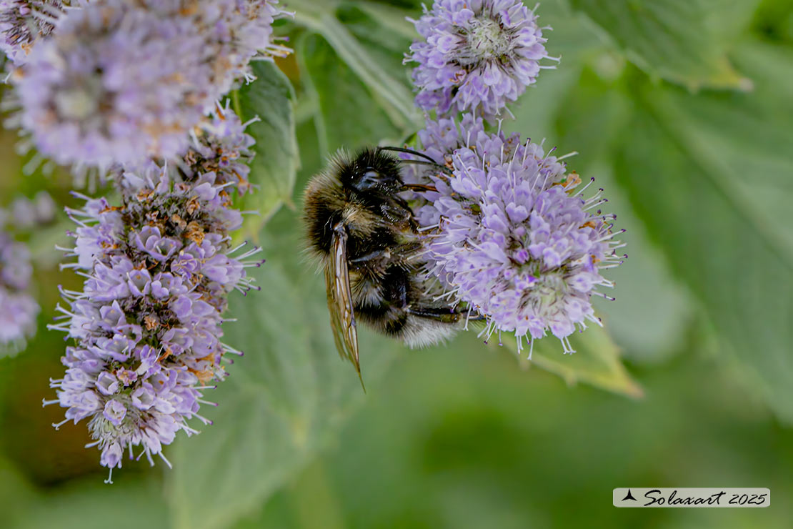 Bombus ruderatus