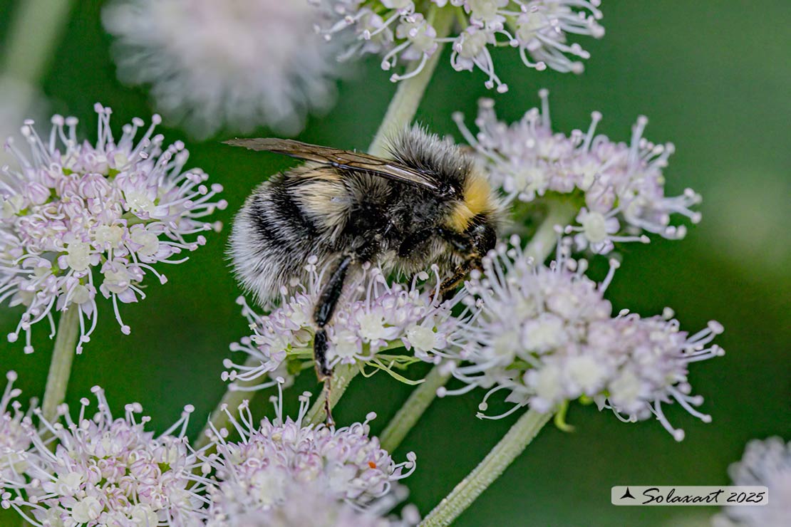 Bombus ruderatus