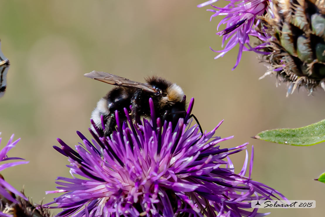 Bombus subterraneus