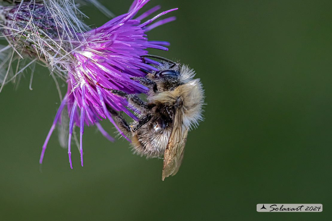Bombus sylvarum