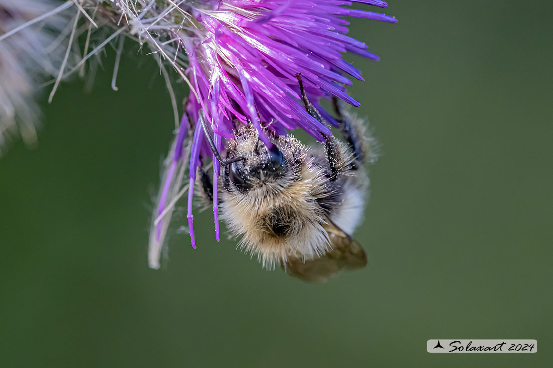 Bombus sylvarum