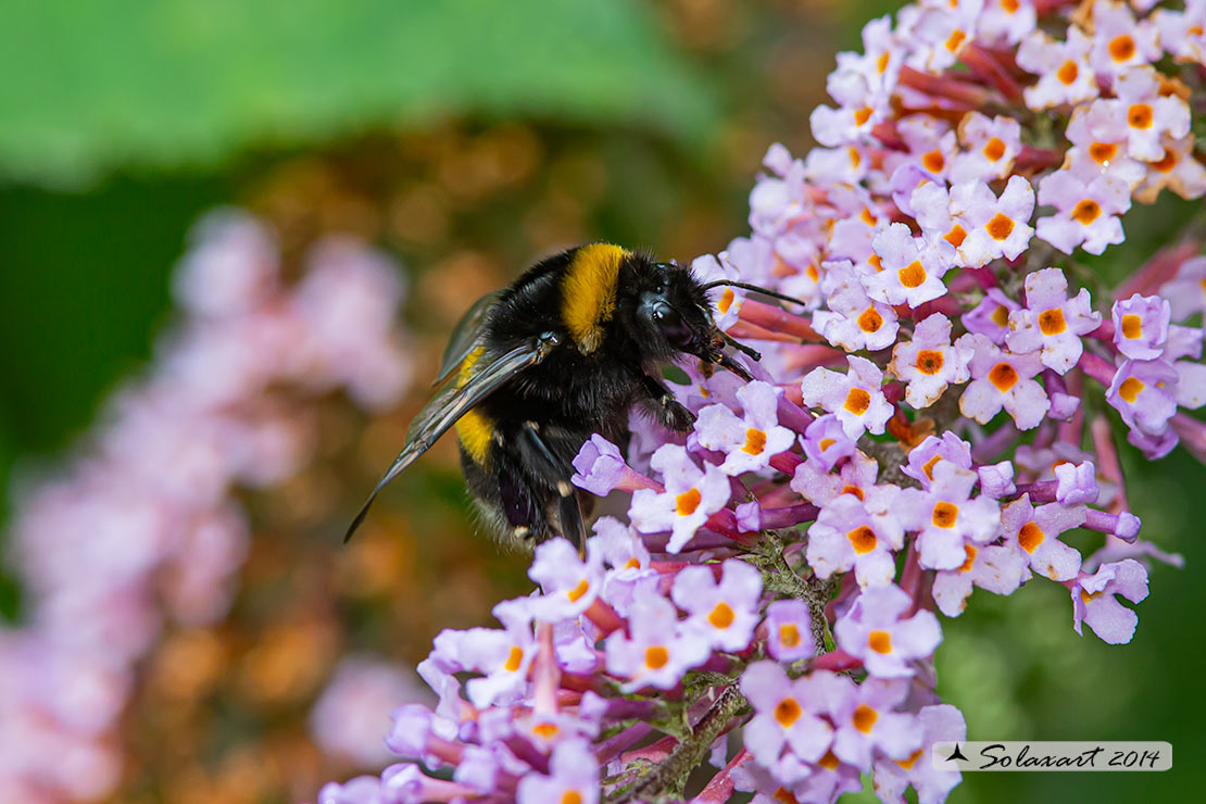 Bombus terrestris