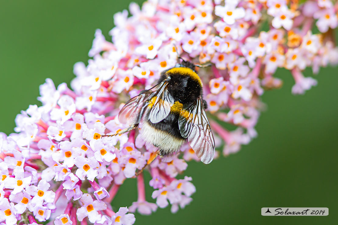 Bombus terrestris