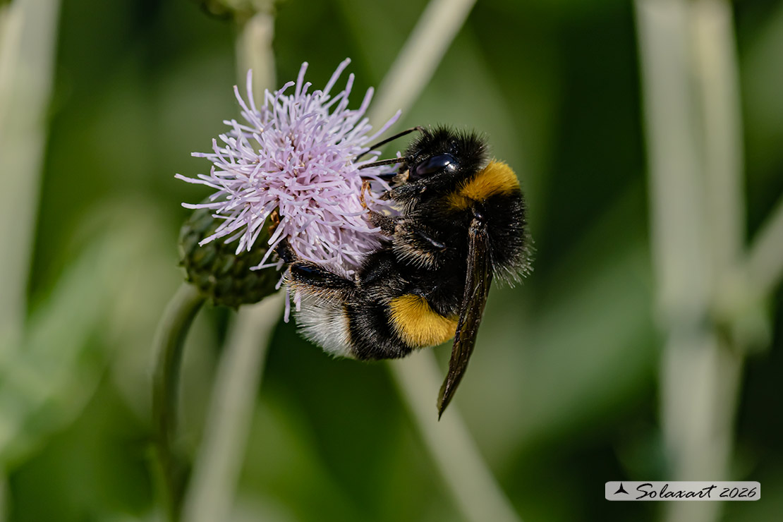 Bombus terrestris