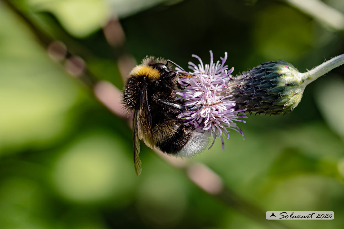 Bombus terrestris