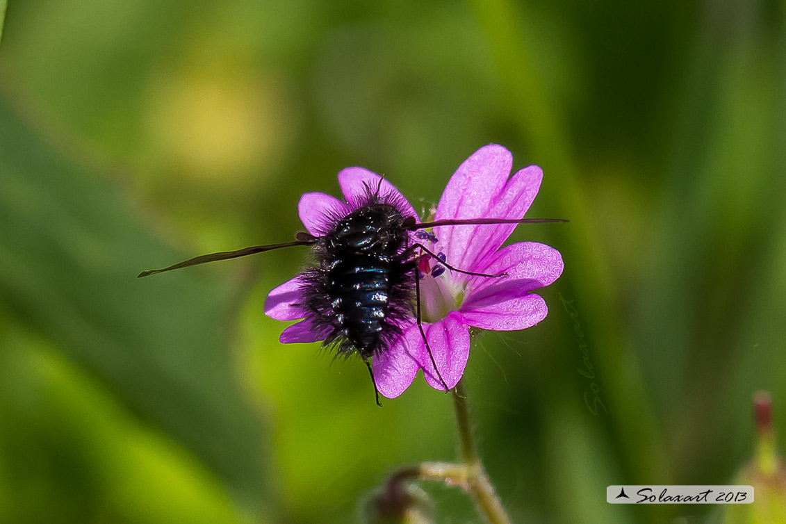 Bombylella atra - bee fly