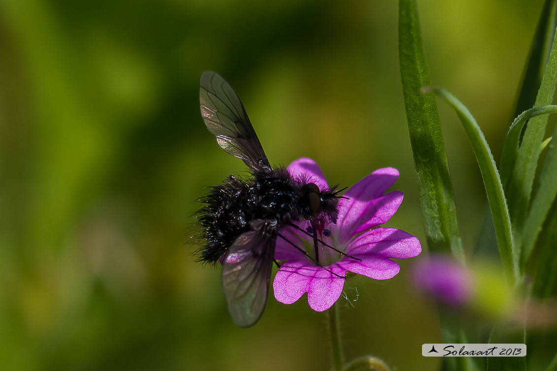 Bombylella atra - bee fly