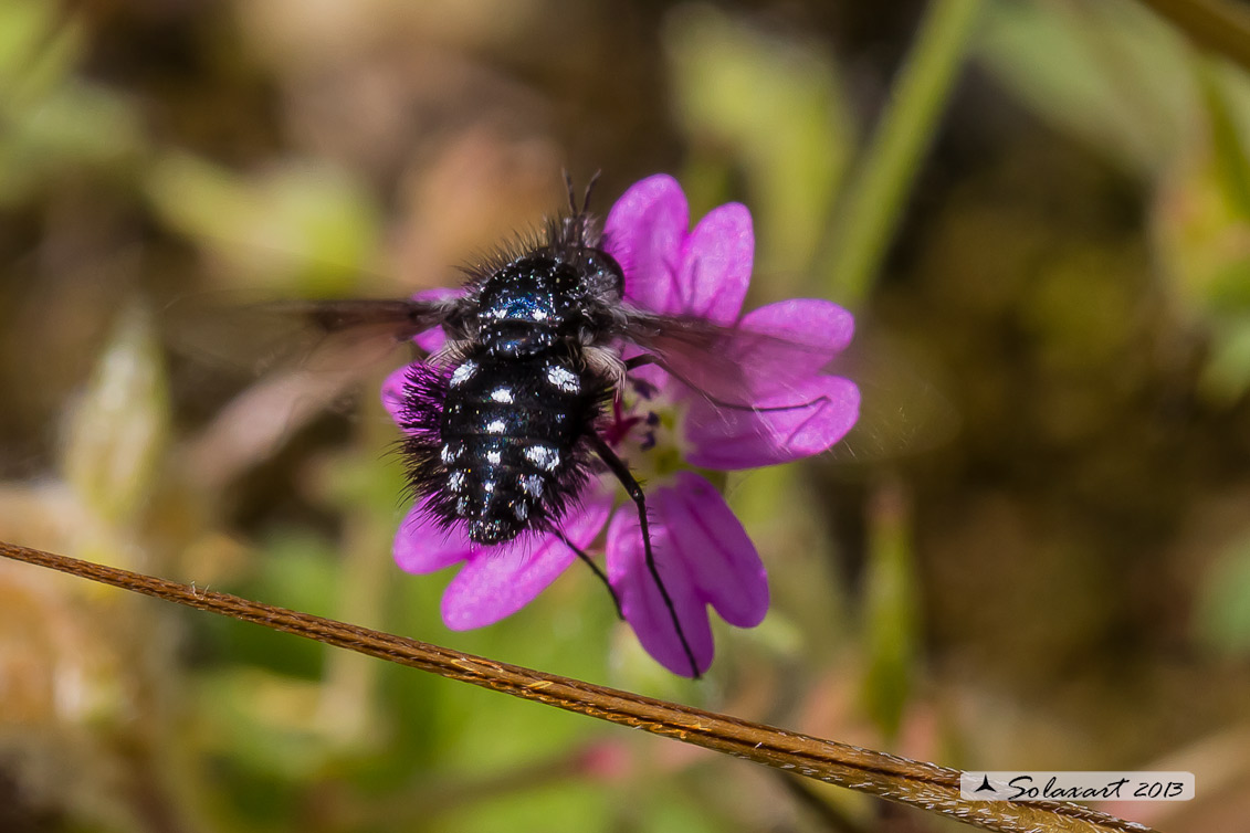 Bombylella atra - bee fly