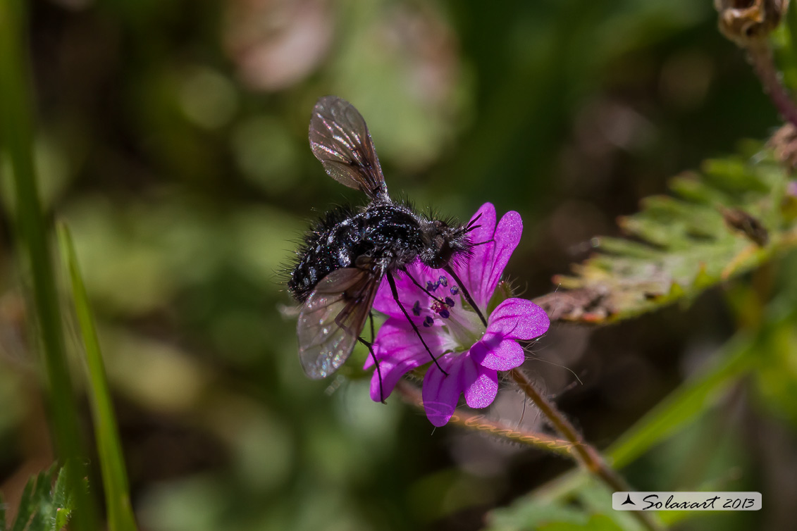 Bombylella atra - bee fly