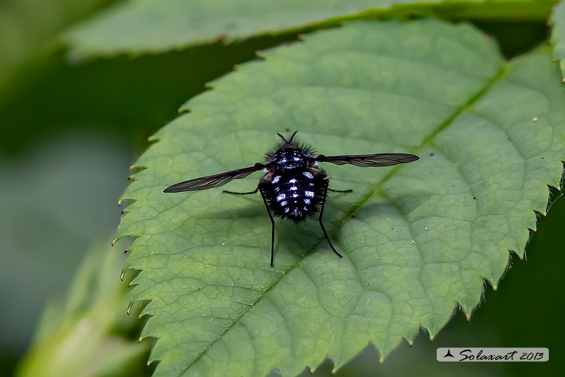 Bombylella atra - bee fly