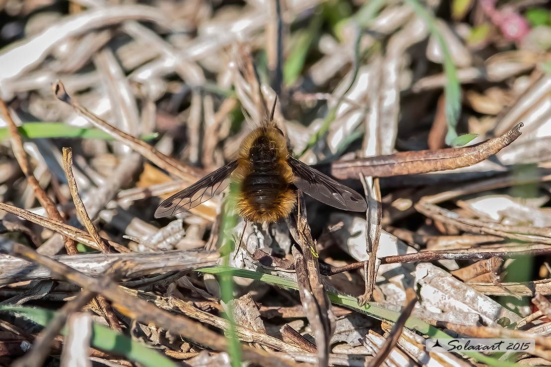 Bombylius major - large bee fly