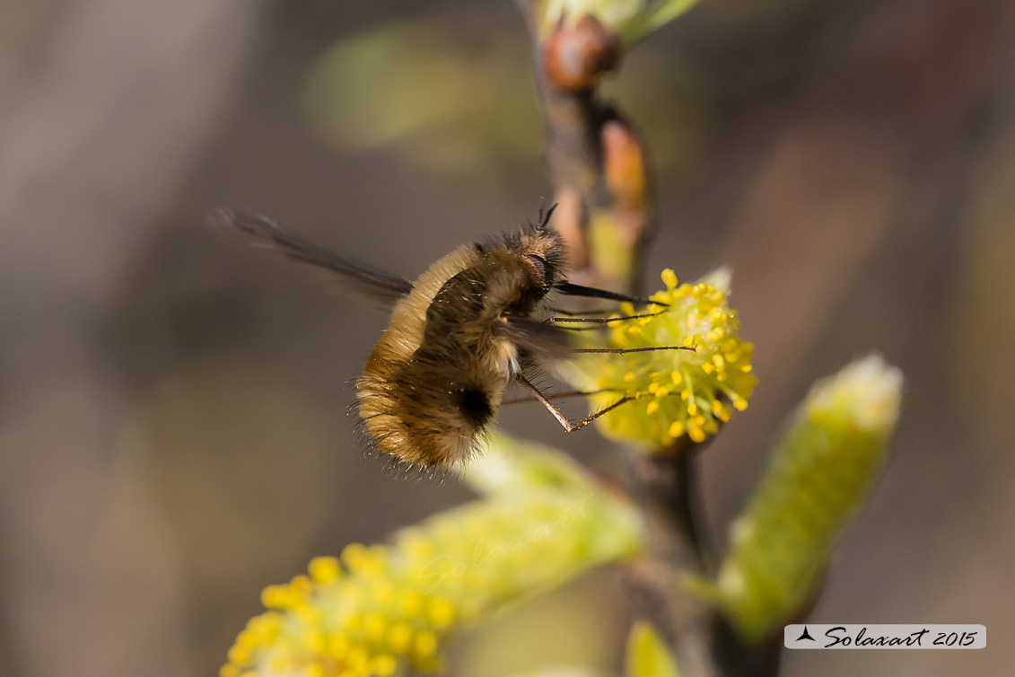 Bombylius major - large bee fly
