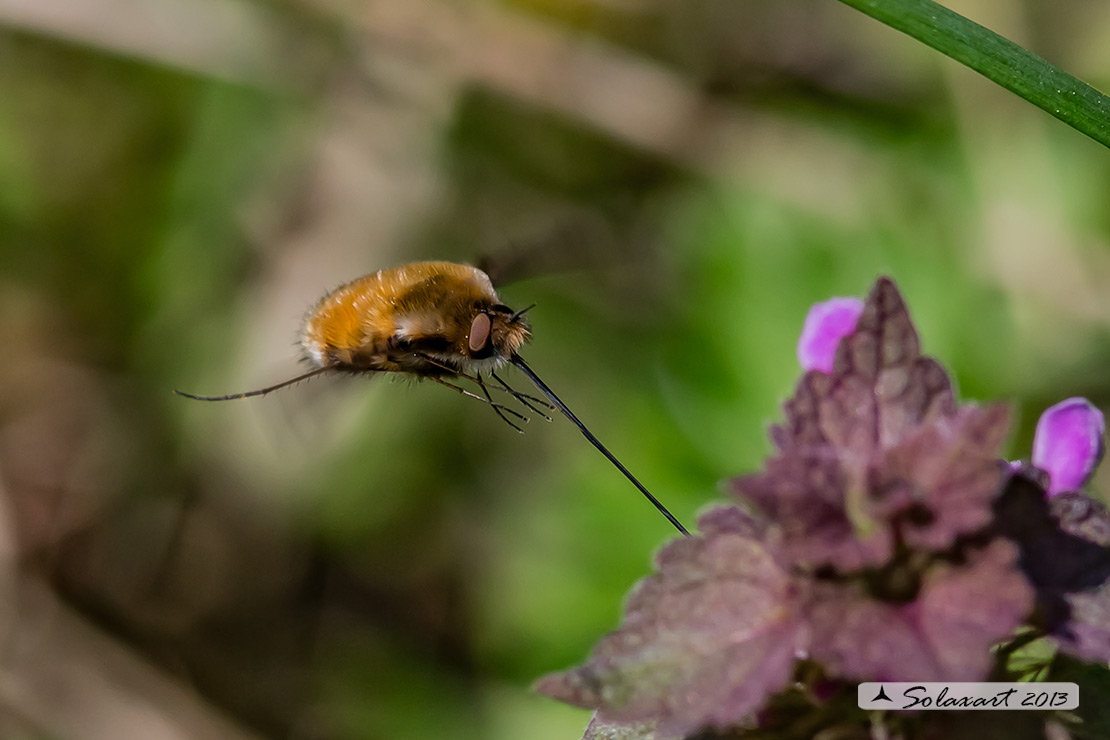 Bombylius  - large bee fly