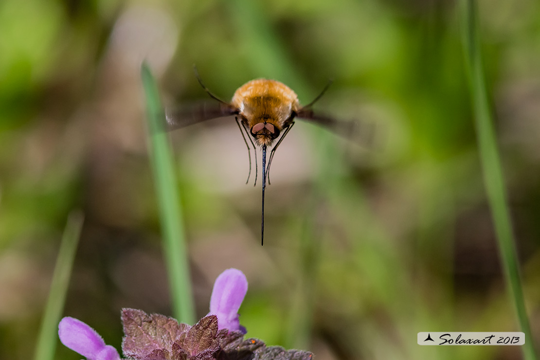 Bombylius major - large bee fly