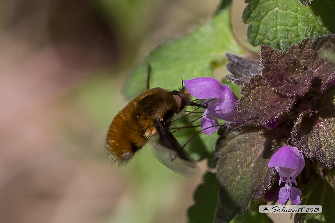 Bombylius major - large bee fly