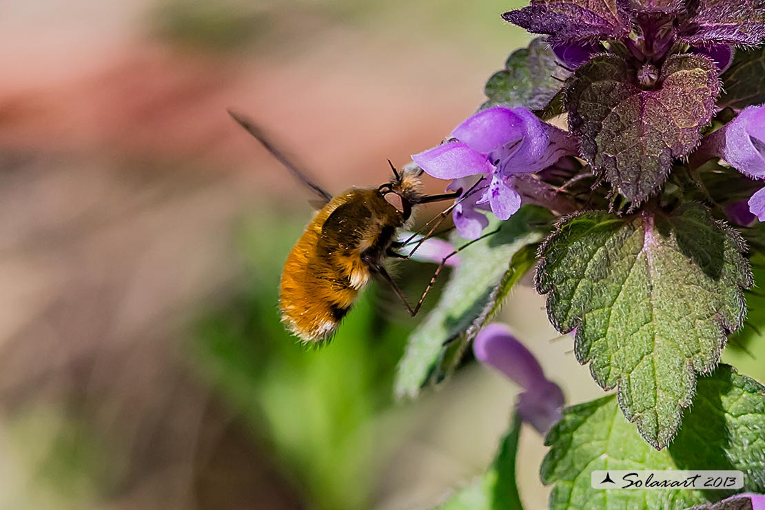 Bombylius major - large bee fly