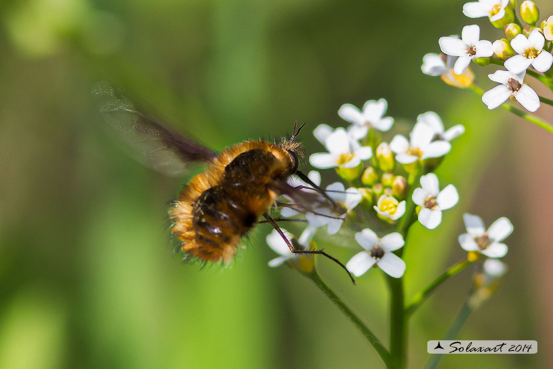 Bombylius major - large bee fly