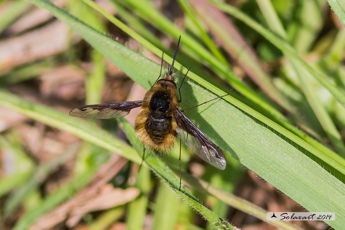 Bombylius major - large bee fly