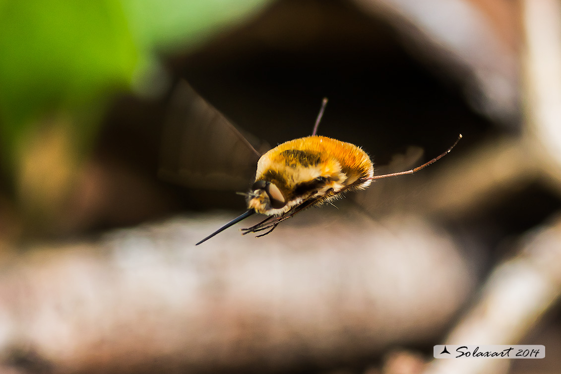 Bombylius major - large bee fly