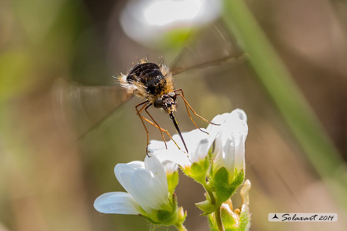 Bombylius major : large bee fly