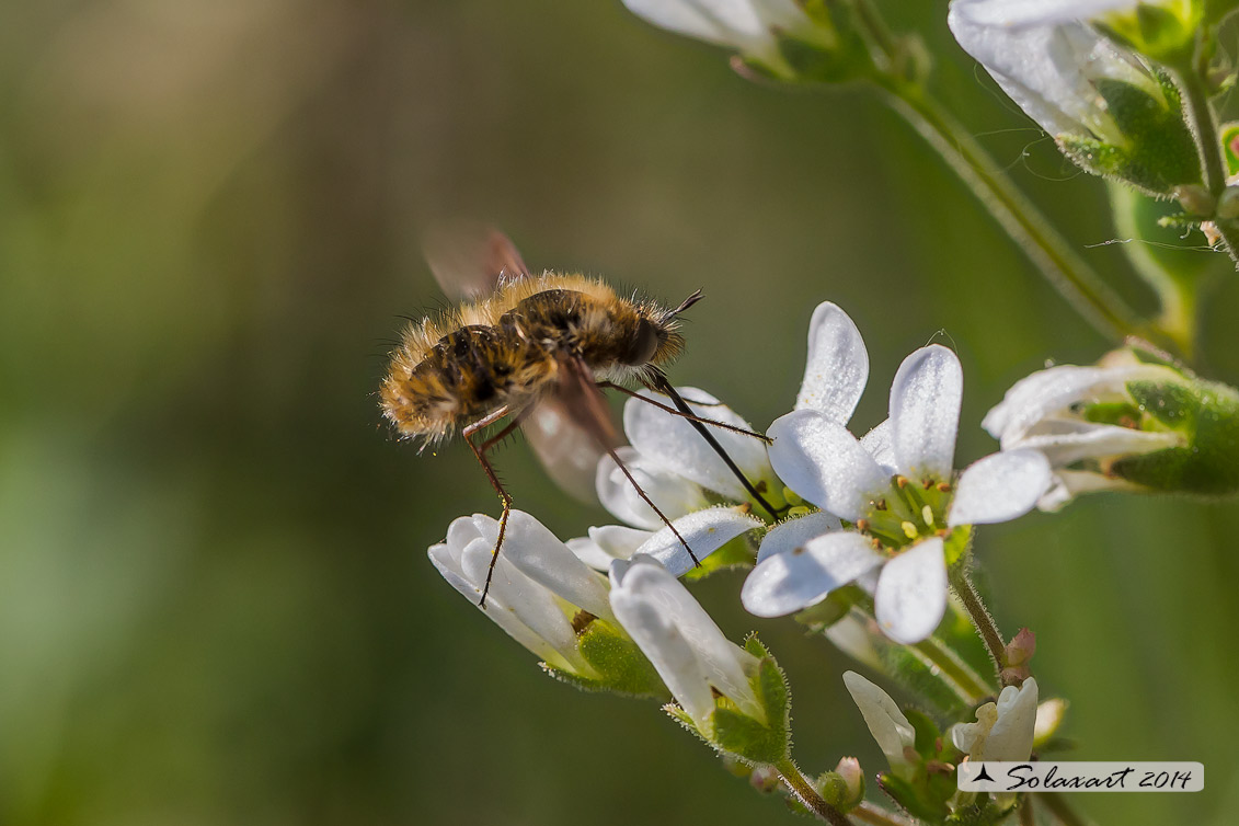 Bombylius major (glabri) - large bee fly (hairless)