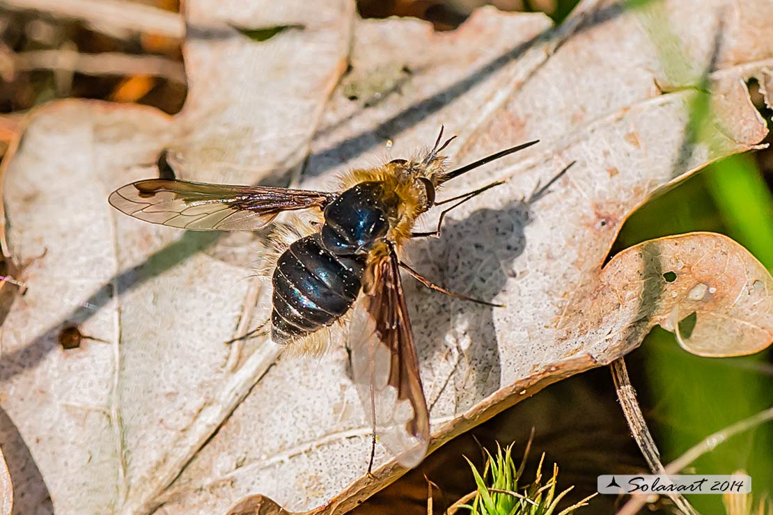 Bombylius major (glabri) - large bee fly (hairless)