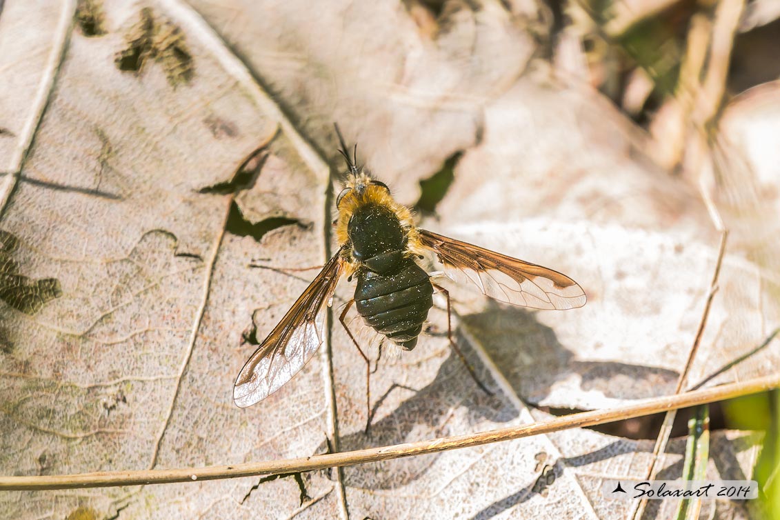 Bombylius major (glabri) - large bee fly (hairless)