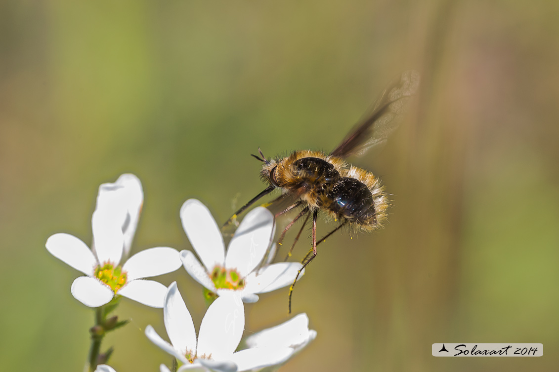 Bombylius major (glabri) - large bee fly (hairless)