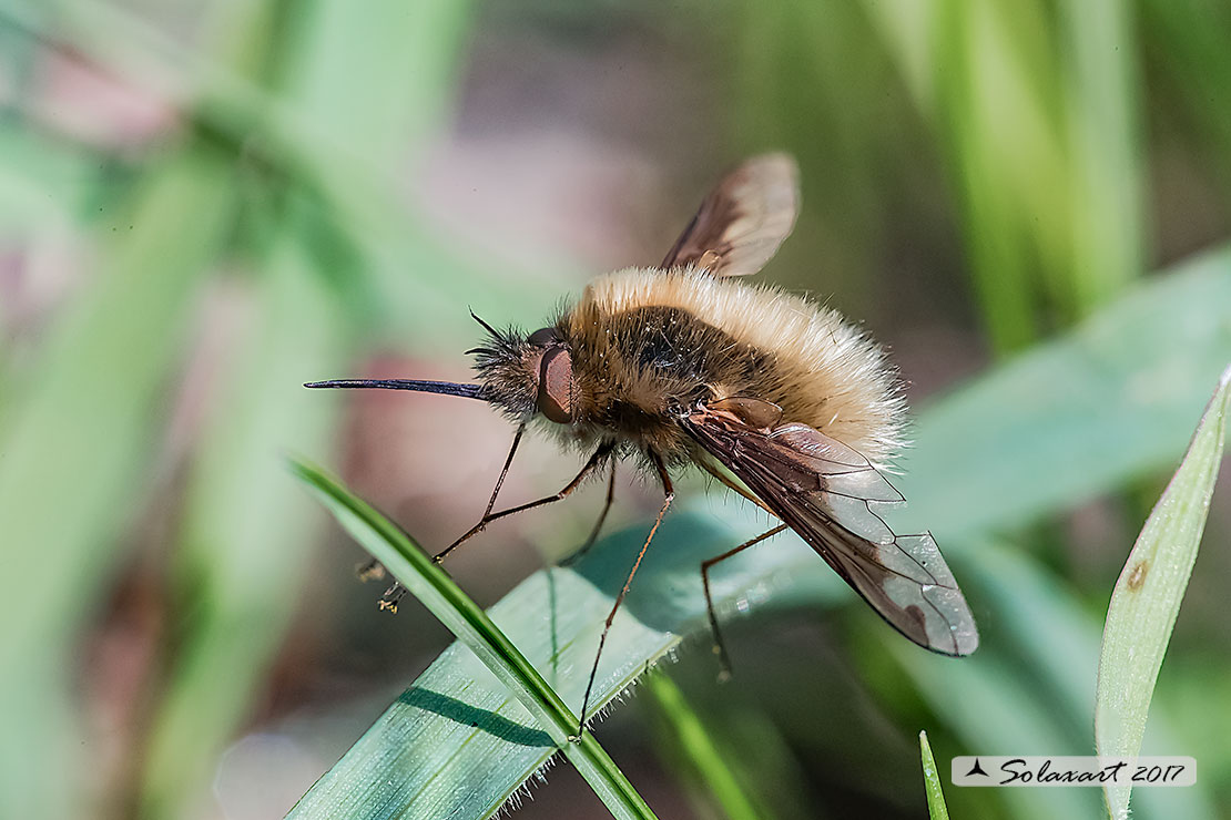 Bombylius major - large bee fly