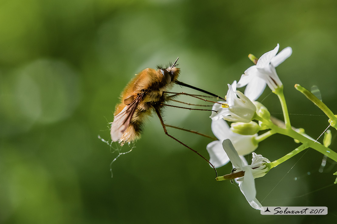 Bombylius major