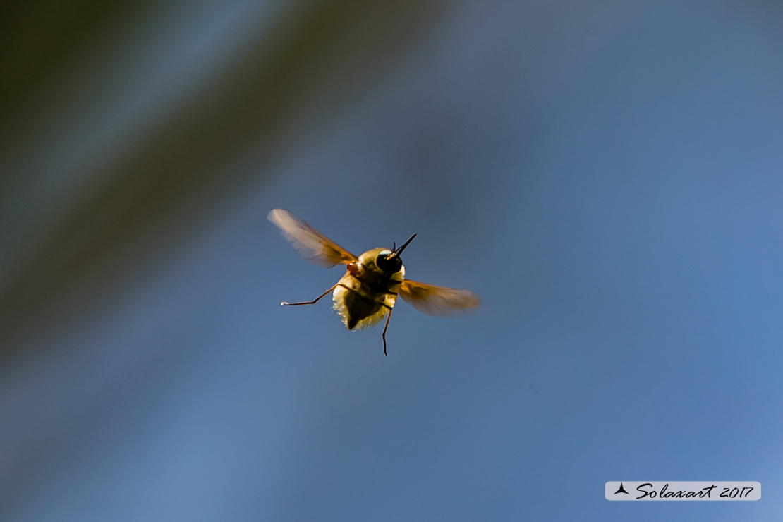 Bombylius major : large bee fly