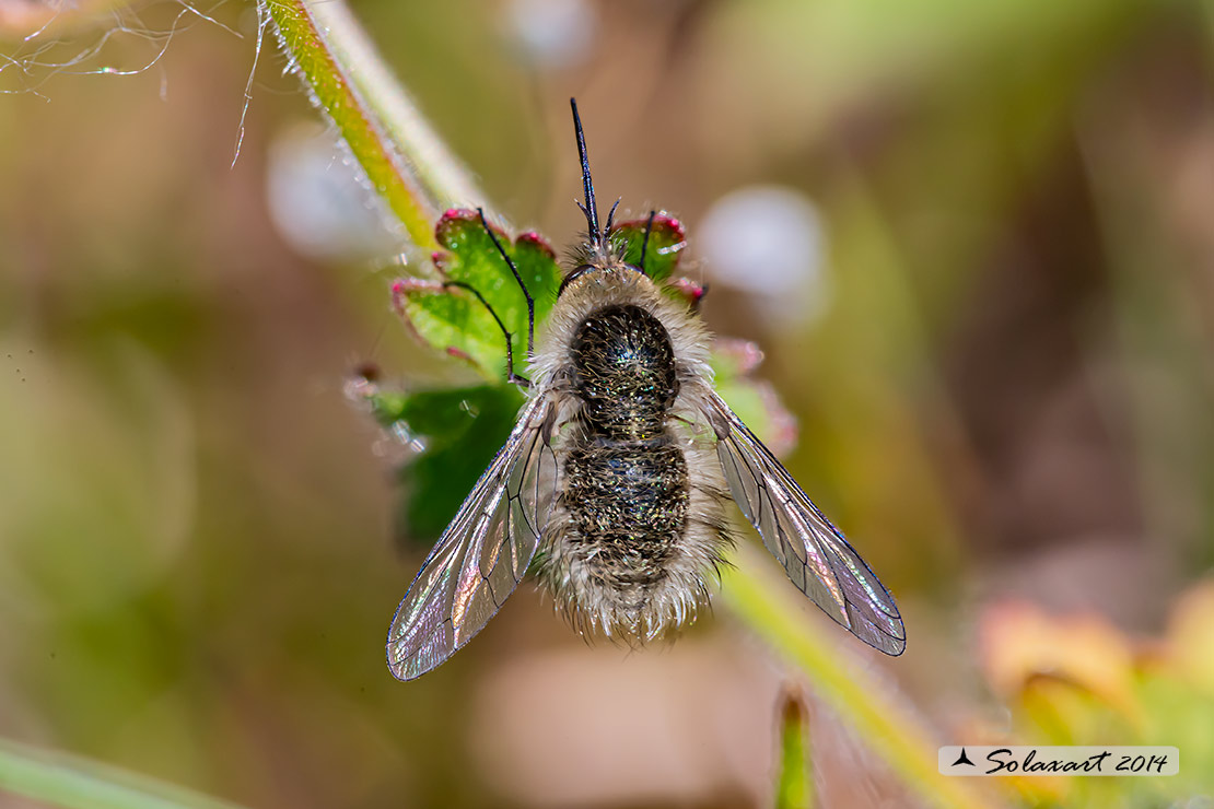 Bombylius minor - Heath Bee-fly