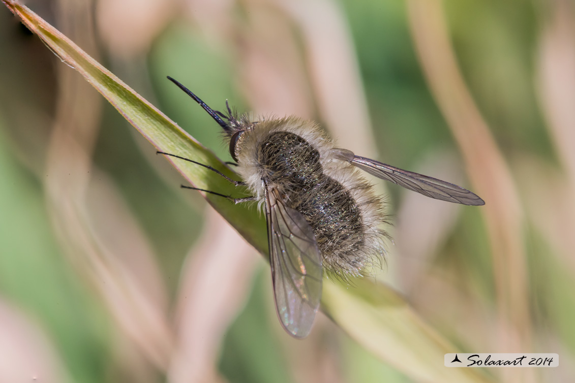 Bombylius minor - Heath Bee-fly