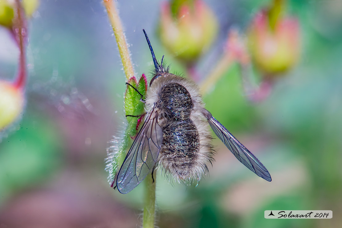 Bombylius minor - Heath Bee-fly