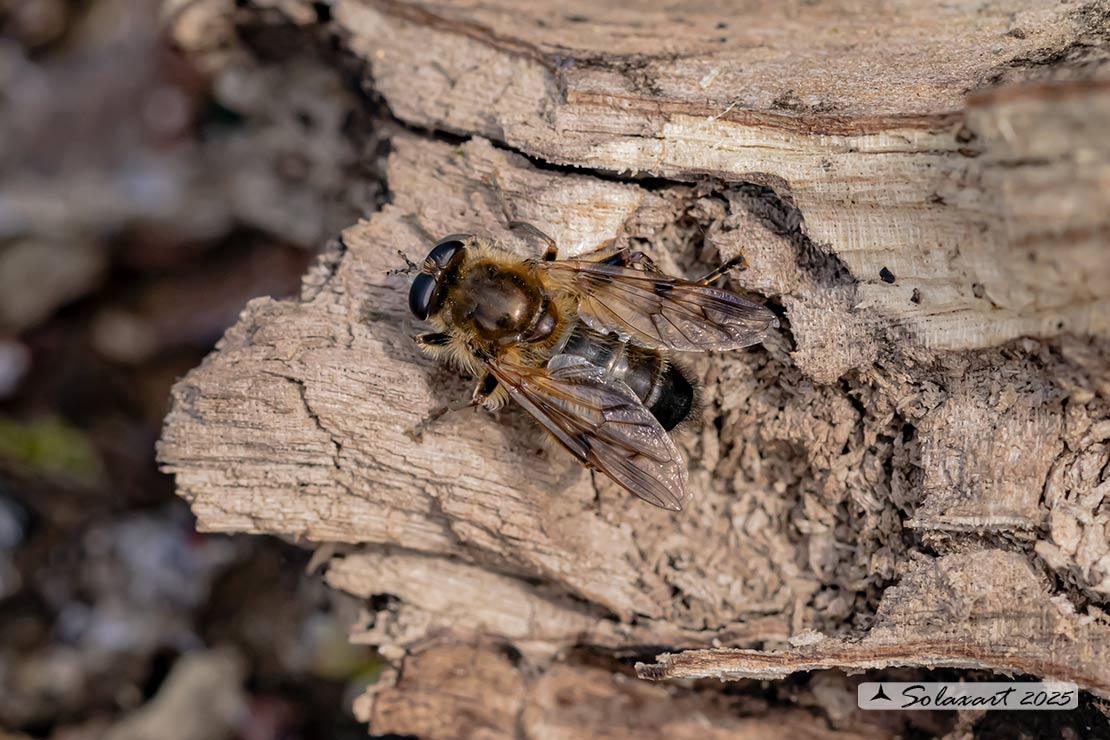 Famiglia: Syrphidae Genere: Brachypalpus valgus