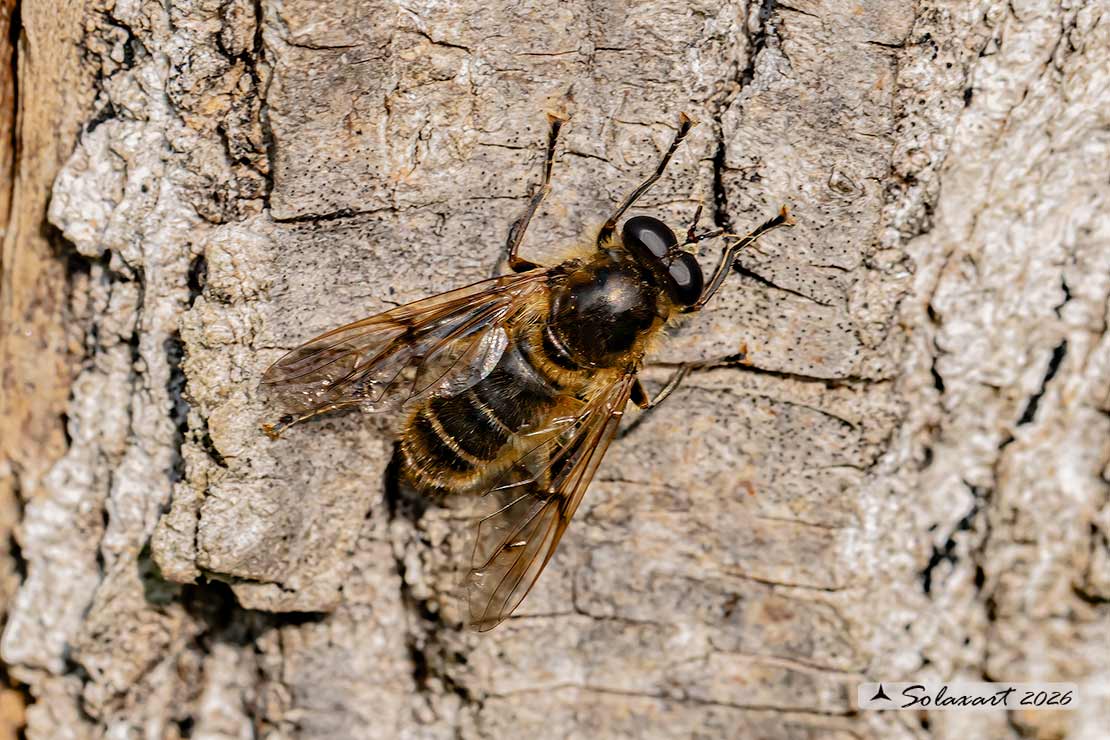 Famiglia: Syrphidae Genere: Brachypalpus valgus