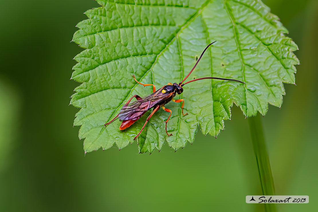 Callajoppa cirrogaster